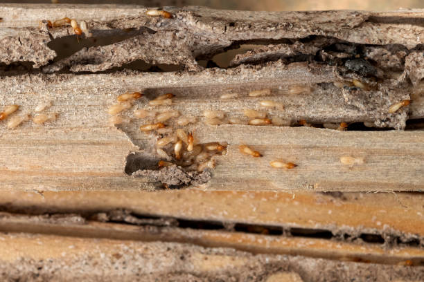 Best Wasp Removal Services  in Alvin, TX